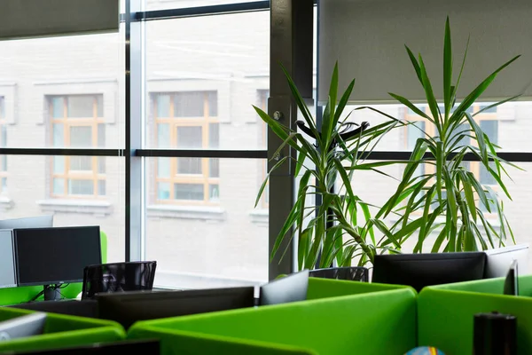 Escritório verde com plantas decorativas verdes no peitoril da janela — Fotografia de Stock