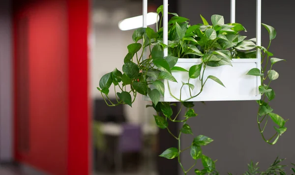 Planta viva em vaso, interior de escritório moderno, fundo borrado — Fotografia de Stock