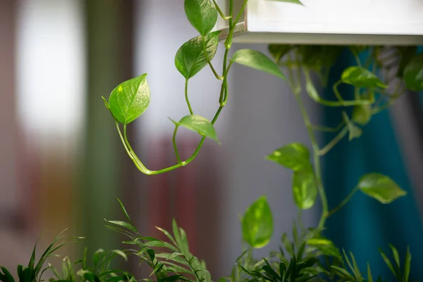 Ecologia e plantas vivas verdes no escritório, fundo borrado — Fotografia de Stock