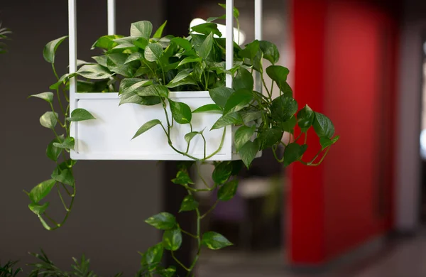Verde eco planta viva em vaso sobre fundo borrado — Fotografia de Stock