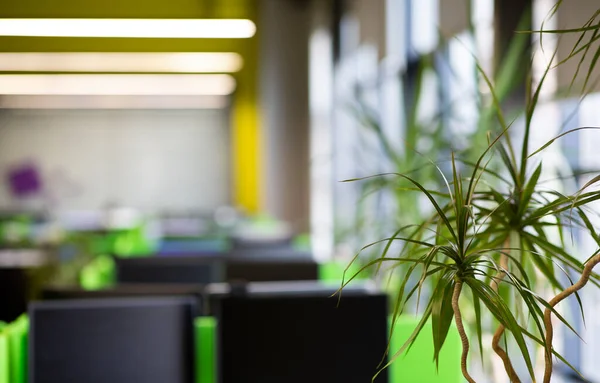 Ung grön anläggning i modernt kontor för arbetstagare — Stockfoto