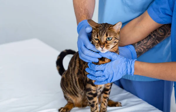 Tabby cat on annual veterinary checkup in animal clinic, closeup of doctors hands. Space for text