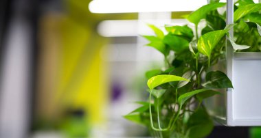 Ahşap raflardaki evler şık ofis iç kısımlarında.