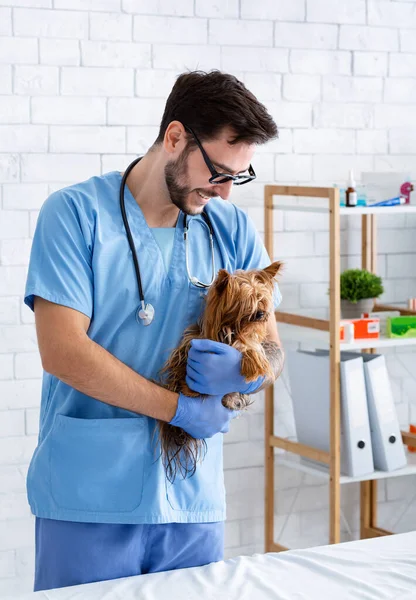 Animal care concept. Happy veterinarian doctor holding cute Yorkshire terrier in clinic — Stock Photo, Image