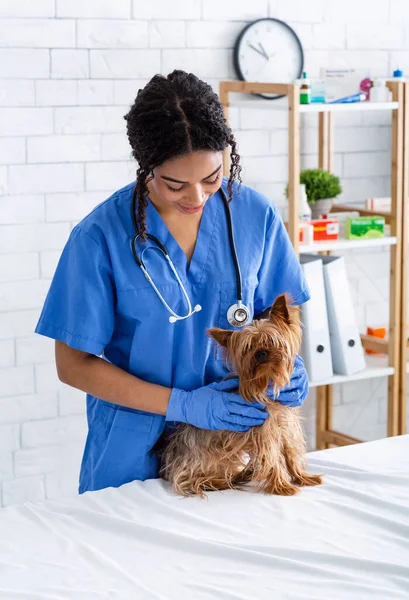 Happy African American vererinary doctor examining cute little doggy at animal hospital — ストック写真