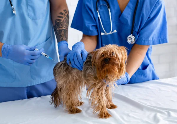 Veterinários irreconhecíveis com vacina fazendo injeção para pouco cachorrinho na clínica veterinária, close-up — Fotografia de Stock