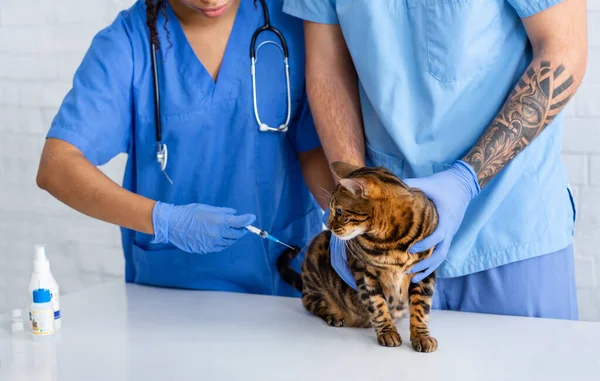 Vaccination for animal health. Veterinary practitioner with assistant making injection to cat in hospital, closeup