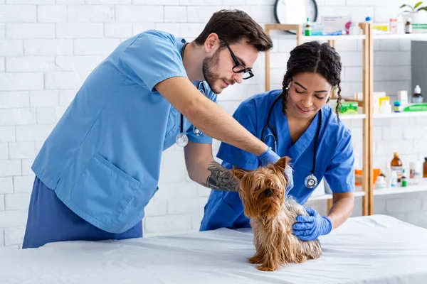 獣医学。病院で小犬の検査を行う若い動物医師 — ストック写真