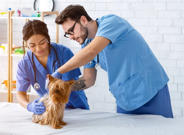 Команда ветеринаров со своим маленьким пациентом в ветеринарной клинике — стоковое фото