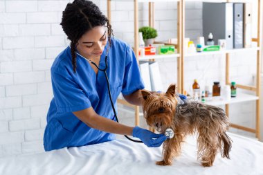 Hayvan kardiyolojisi. Afrikalı Amerikalı veteriner klinikte küçük köpeklerin kalp atışlarını steteskopla kontrol ediyor.