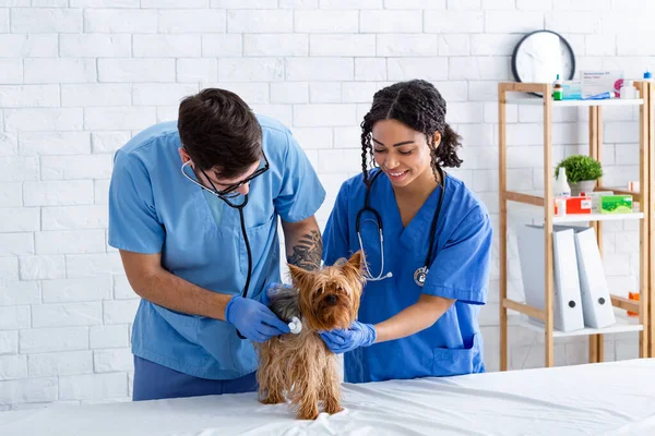 Tierarzt mit Assistenzhund Herzschlag mit Stethoskop in Tierklinik — Stockfoto