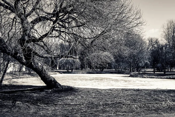 Un árbol de pie en la orilla del lago - parque de la ciudad en negro y — Foto de Stock