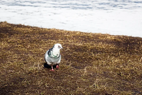 O pombo no Parque — Fotografia de Stock