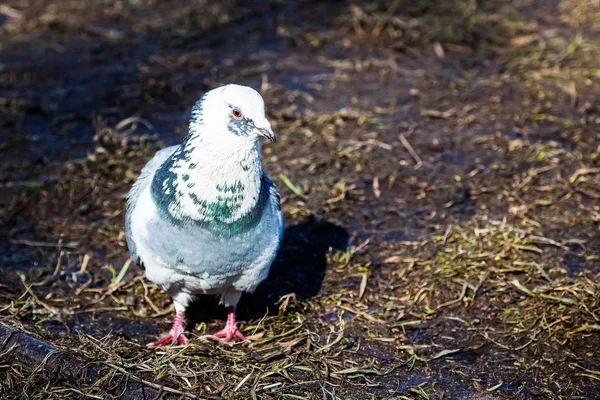 Parkta güvercin — Stok fotoğraf