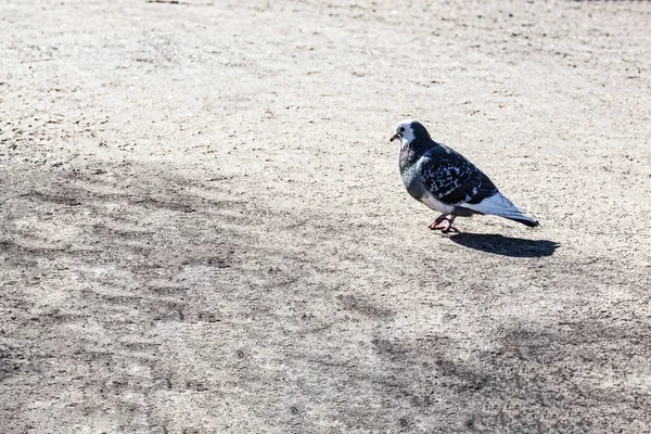Il piccione nel parco — Foto Stock