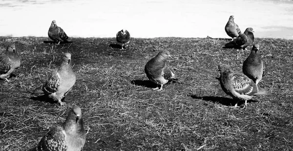 Parktaki güvercinler — Stok fotoğraf