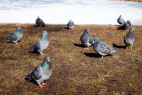 Las palomas en el Parque — Foto de Stock