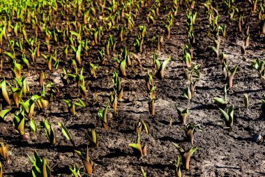 Flowerbed birçok lale ile