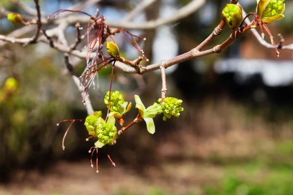 Zelené pupeny jsou na stromě na jaře — Stock fotografie