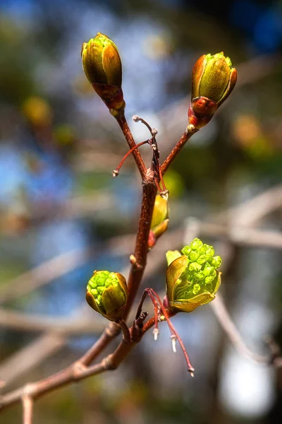 Zelené pupeny jsou na stromě na jaře — Stock fotografie
