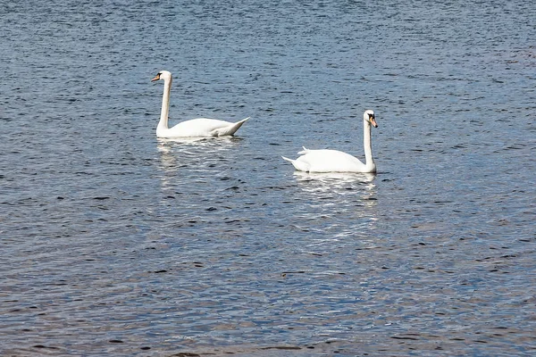 Swans float on the lake in the spring — Stock Photo, Image