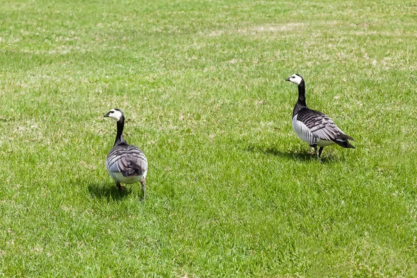 两只大鸭子走在绿色的草坪上 — 图库照片