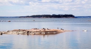 Kuşlar Finlan ilkbaharda göl üzerinde bulunmaktadır