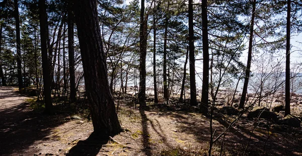 La orilla del mar con pinos en Finlandia en primavera — Foto de Stock