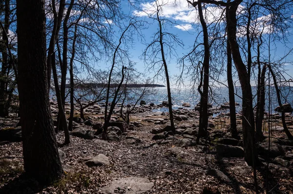 La riva del mare con pini in Finlandia — Foto Stock