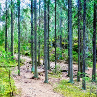 Finlandiya'da yeşil orman