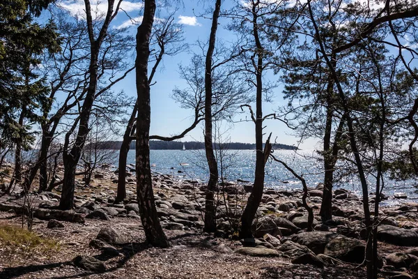 Le bord de mer avec des pins en Finlande — Photo