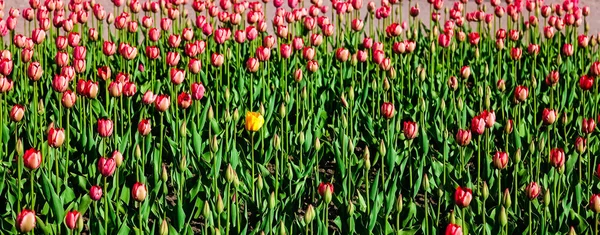 Flowerbed lale güneş ışığı ile