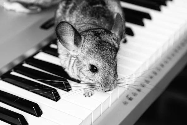 Chinchilla sits on the keys of a piano