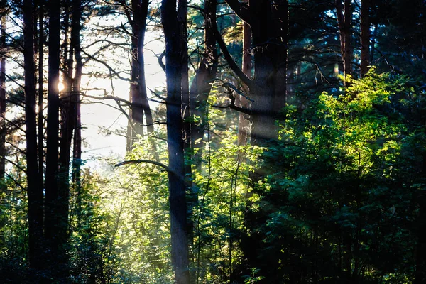 A luz do sol está na floresta — Fotografia de Stock