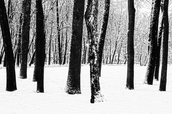 Parque de la ciudad en invierno — Foto de Stock