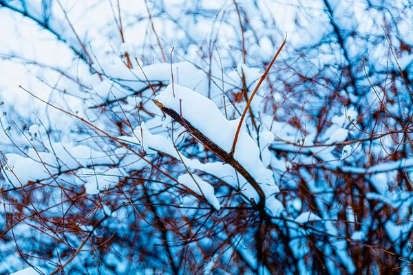 冬の公園の茂み — ストック写真