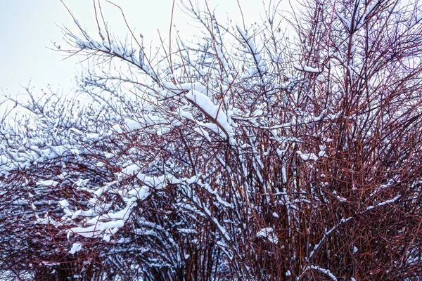 冬の公園の茂み — ストック写真