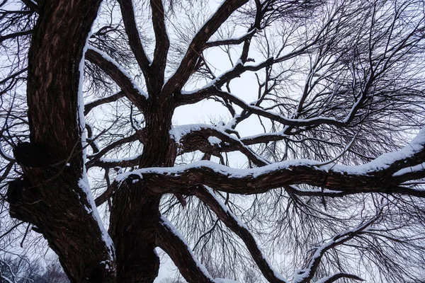 Arbre dans le parc d'hiver — Photo