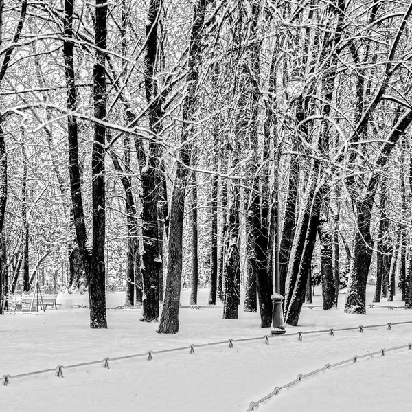 City Park in winter — Stock Photo, Image