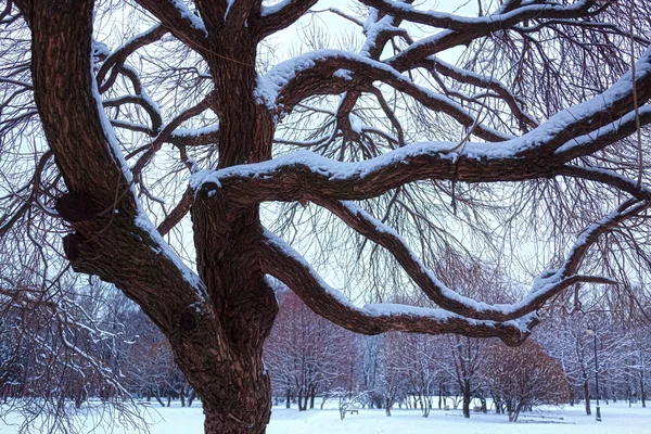 Δέντρο στο πάρκο του χειμώνα — Φωτογραφία Αρχείου