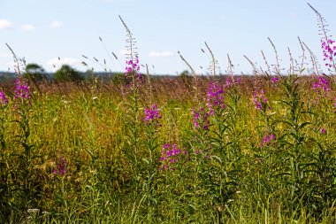 Alan yeşil çim ve çiçek Ivan-te