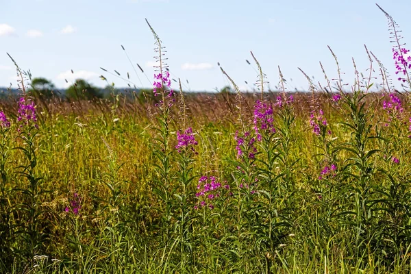 Alan yeşil çim ve çiçek Ivan-te