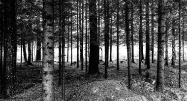 Siyah ve Beyaz Orman