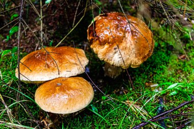 Beyaz mantar ormanda büyüyor