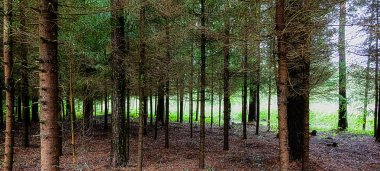Yaz aylarında olduğu ormandaki ağaçların gövdeleri