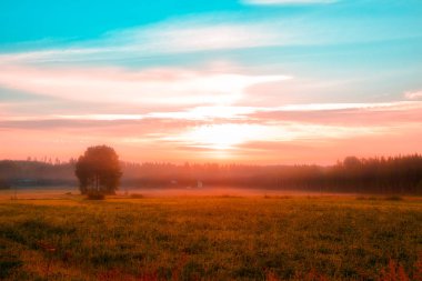 Yaz manzara - alan, çimen, ev, ağaç, orman, siste