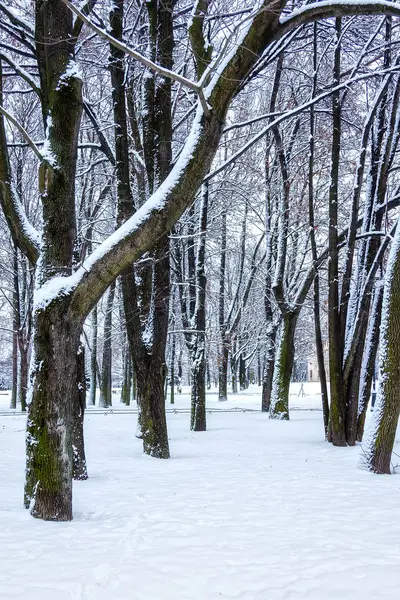 Городской парк зимой — стоковое фото