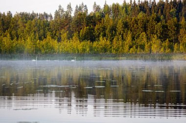 Sis sabah gölde kuğular float