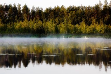 Sis sabah gölde kuğular float