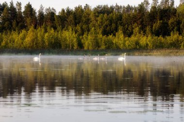 Sis sabah gölde kuğular float
